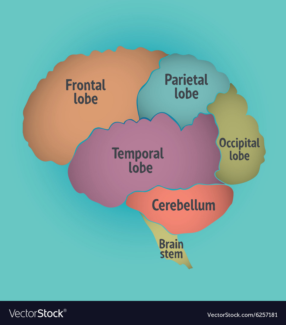 Parts human brain Royalty Free Vector Image - VectorStock