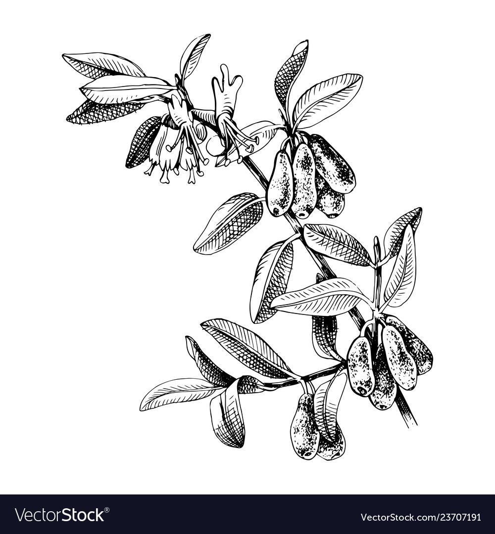 Hand Drawn Honeysuckle Branch Royalty Free Vector Image 6233