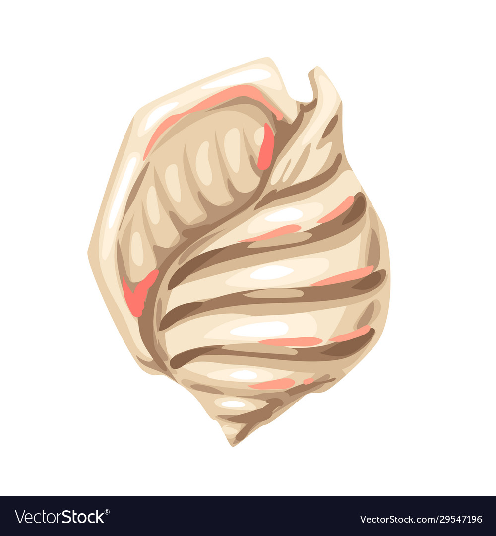 Tropical Seashell - Conch Shell