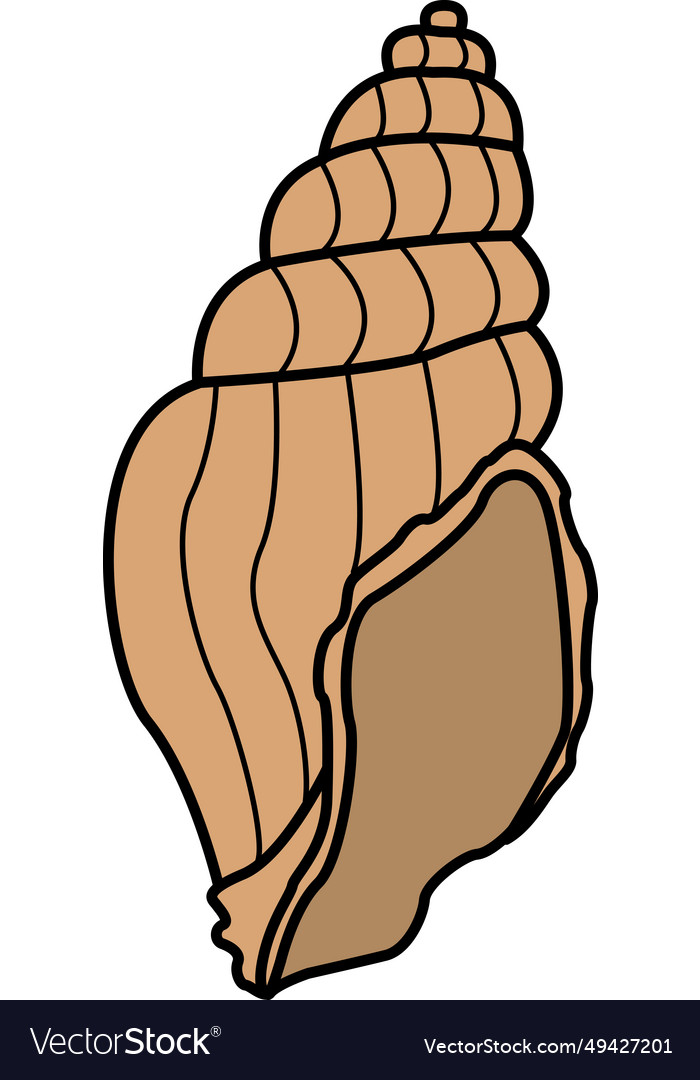 Sea shell seashell isolated