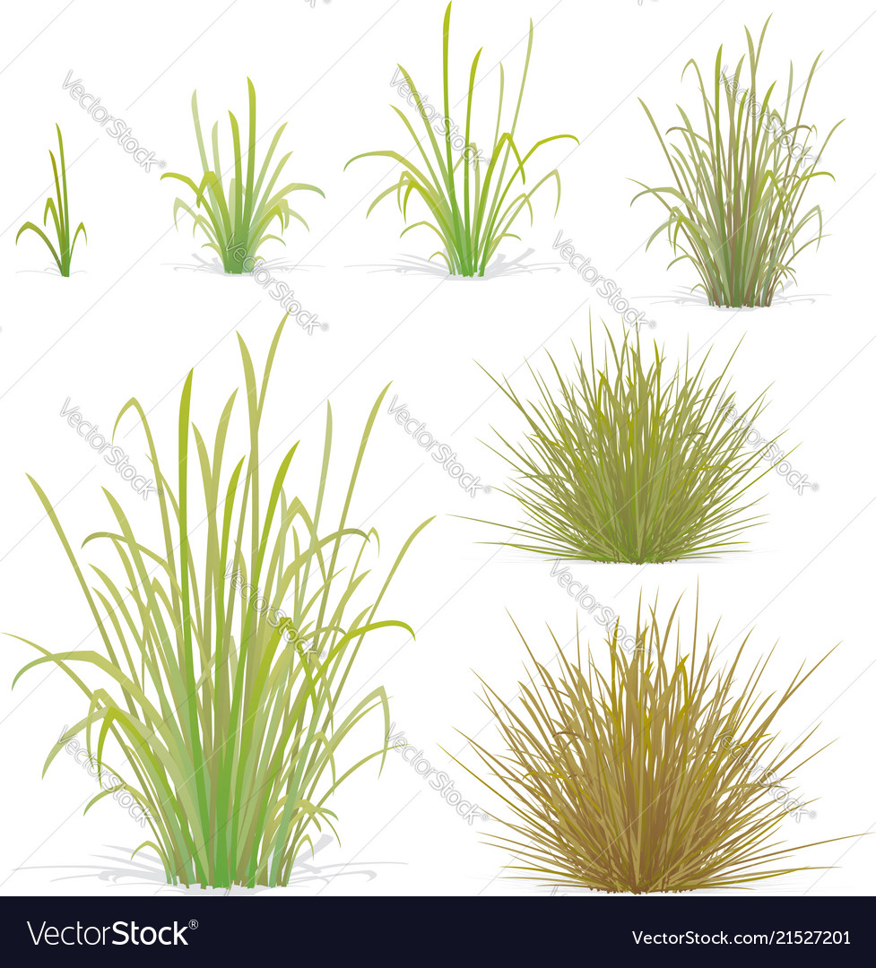 Various tufts of grass elements Royalty Free Vector Image