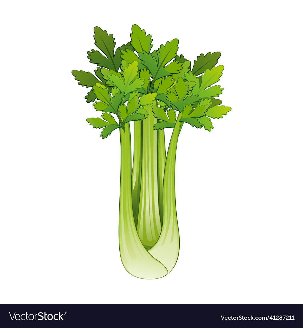 Fresh Celery Stalk on White