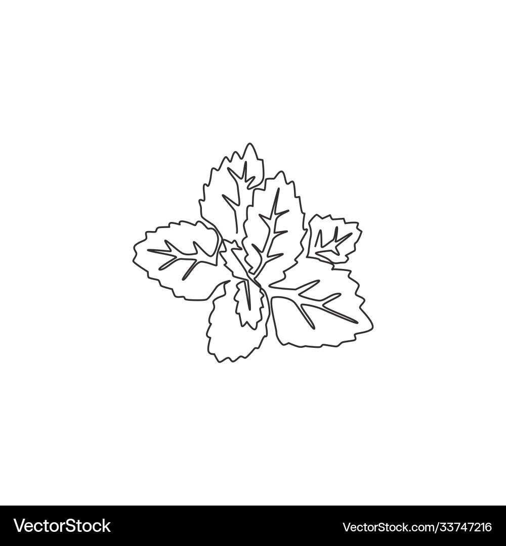 One single line drawing healthy organic mint Vector Image