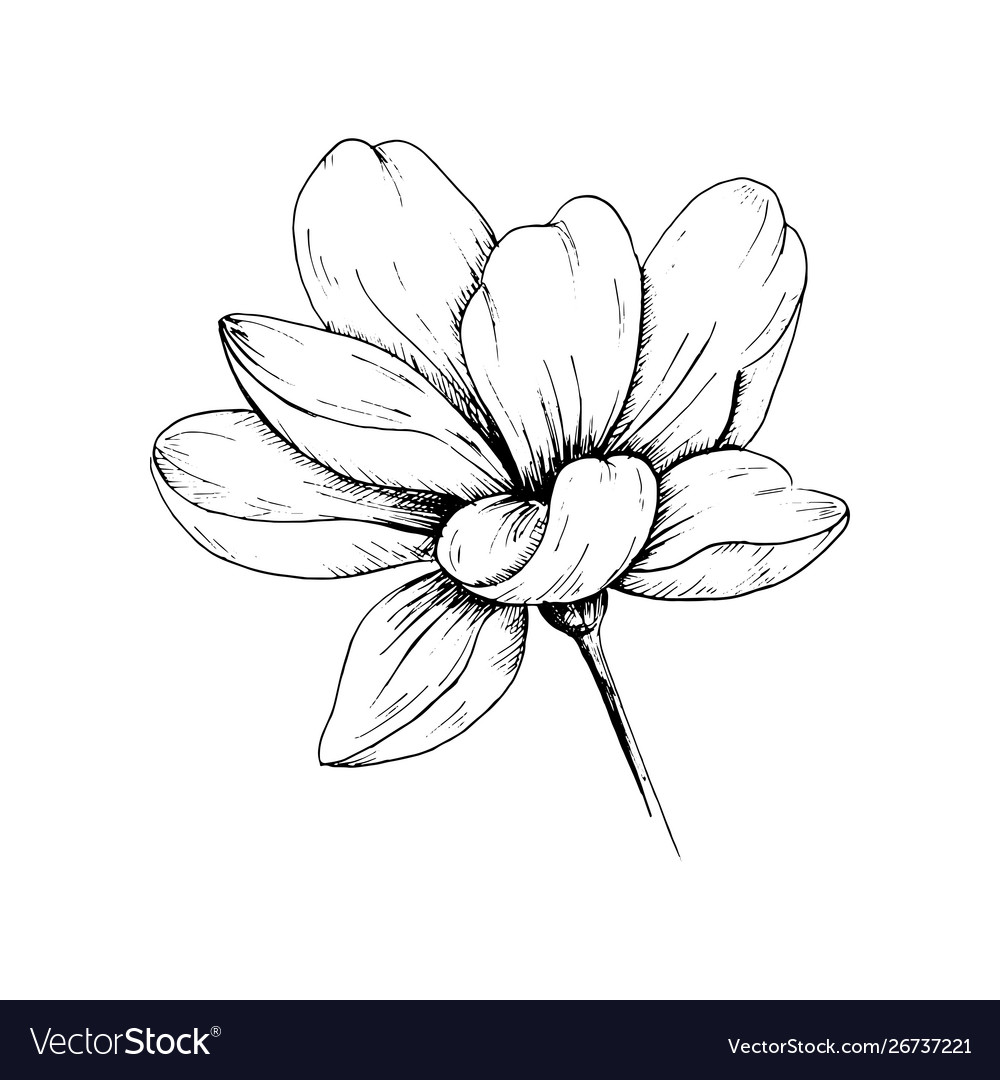 Flower Rose, Sketch, Painting. Hand Drawing. White Bud, Petals, Stem and  Leaves. Monochrome, Black and White Illustration Stock Vector -  Illustration of petals, element: 67404246