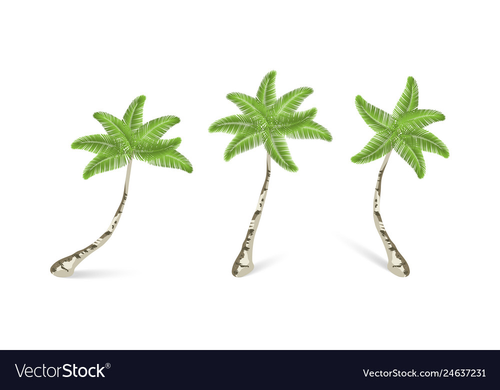 Palm trees collection realistic three