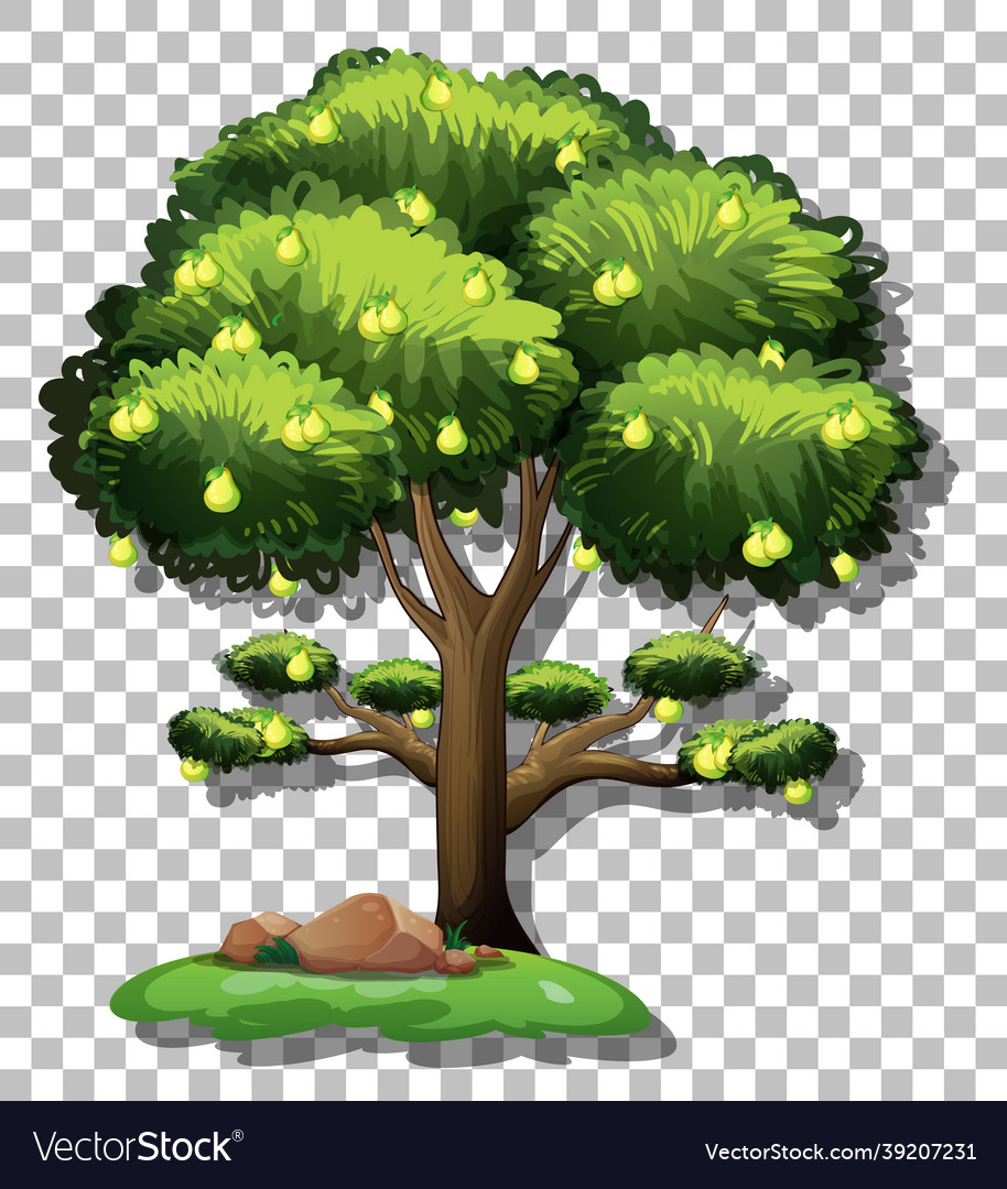 Pear tree on transparent background Royalty Free Vector