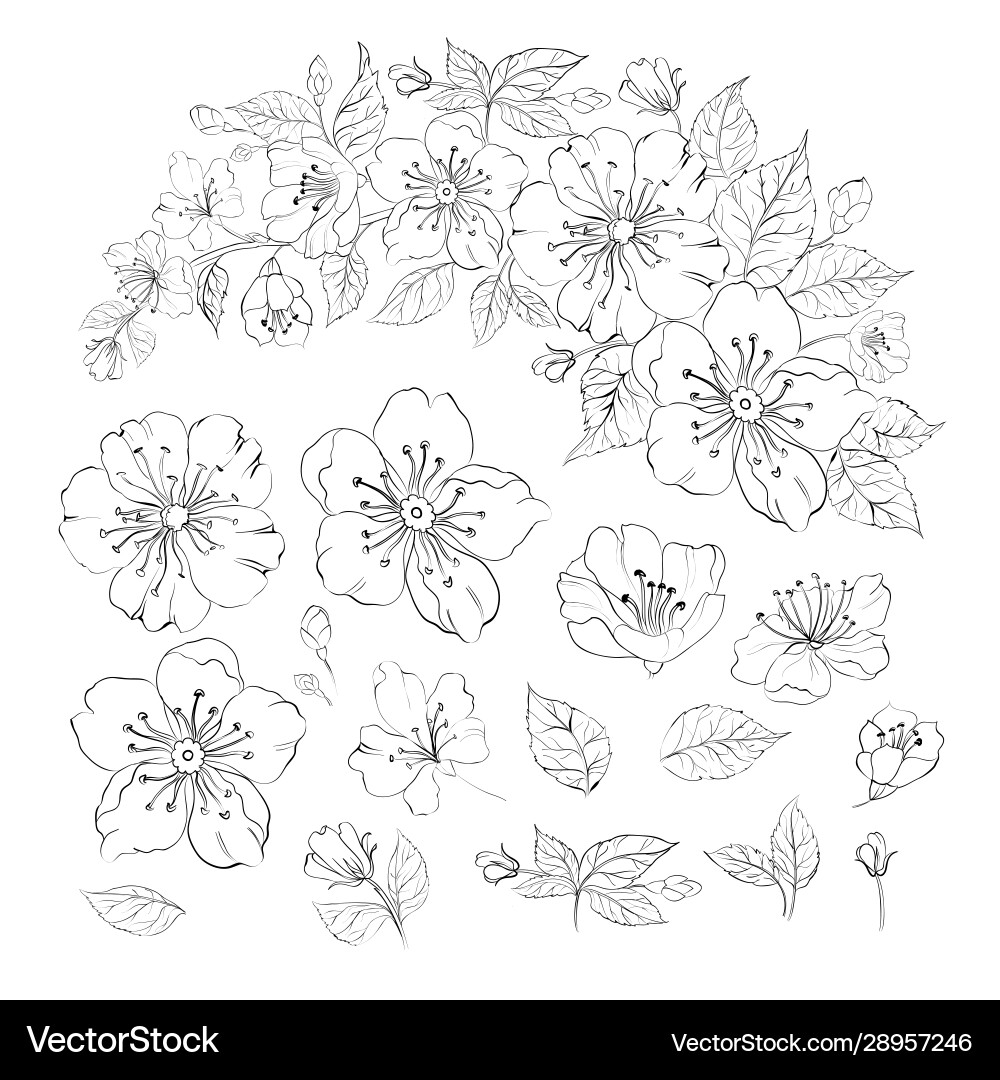 Set sakura flowers elements collection Royalty Free Vector