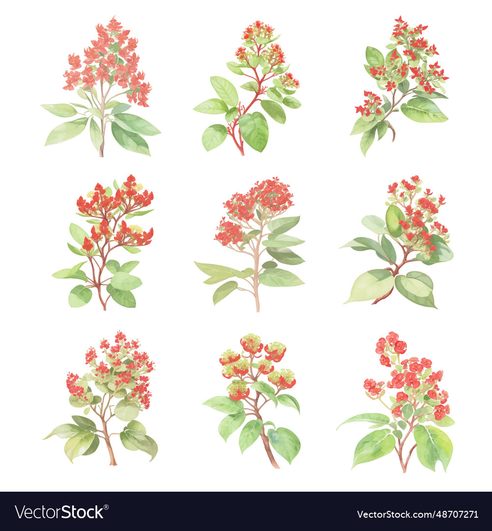 Euphorbia pulcherrimaset of watercolor flowers Vector Image