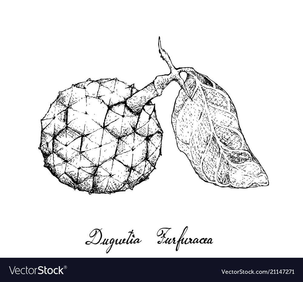 Hand drawn of duguetia furfuracea fruit on white b