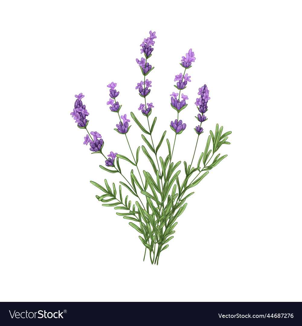 Purple lavender flowers bunch french blooms Vector Image