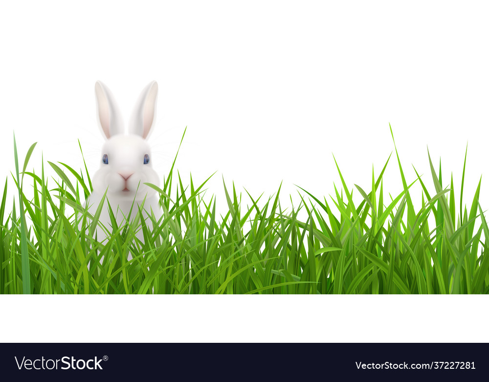 Spring realistic background with rabbit sitting