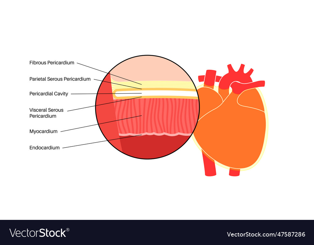 Heart wall anatomy Royalty Free Vector Image - VectorStock