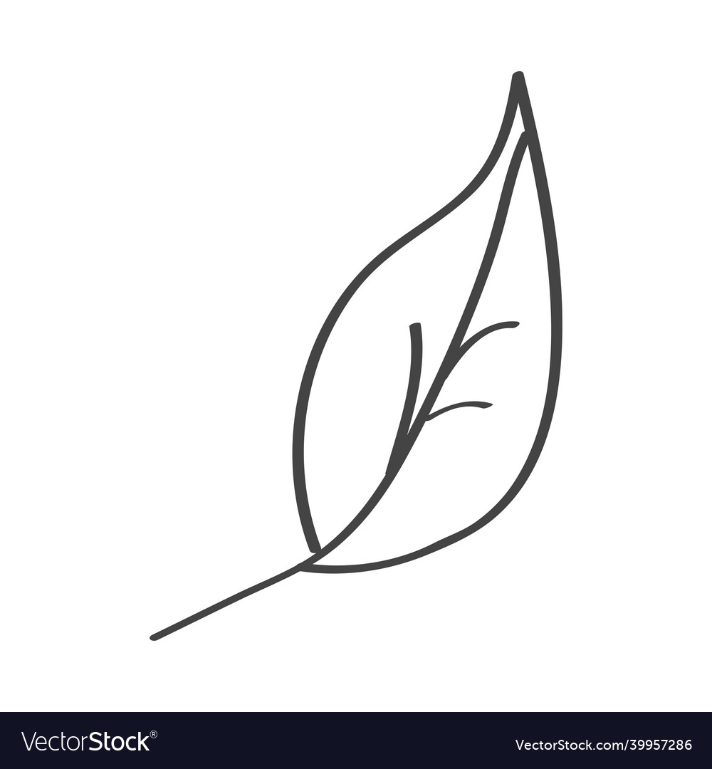 Linear leaf nature Royalty Free Vector Image - VectorStock