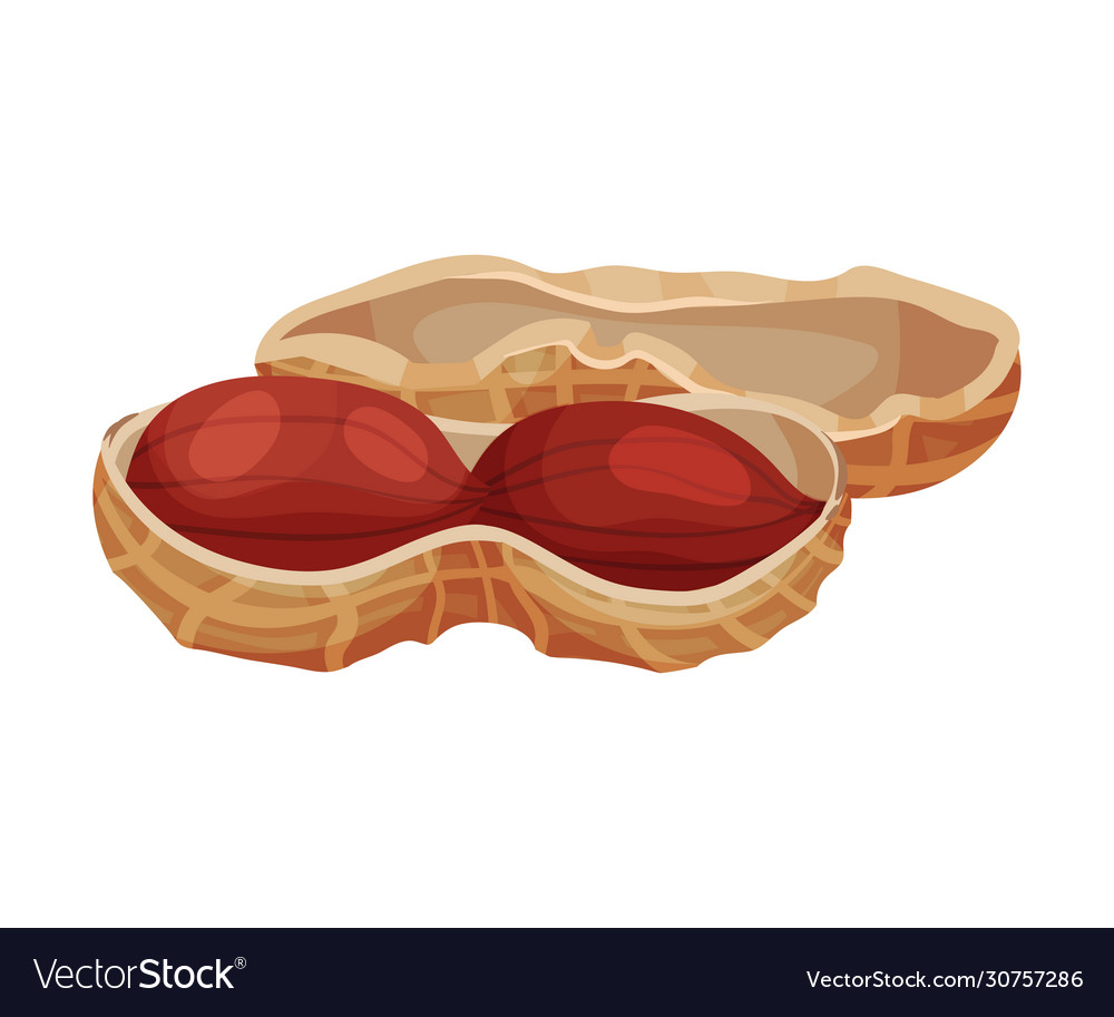 Peanut kernel in nutshell isolated on white Vector Image Peanut kernel in nutshell isolated on white
