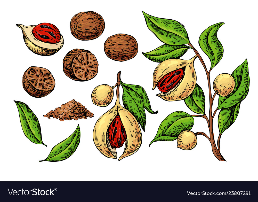 Nutmeg spice drawing ground seasoning nut Vector Image