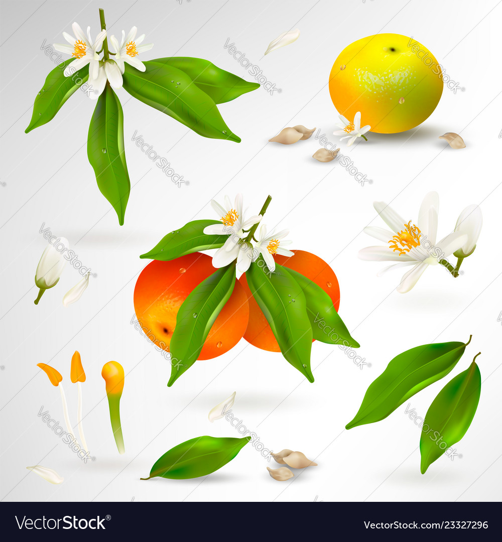 Set of elements structure mandarin