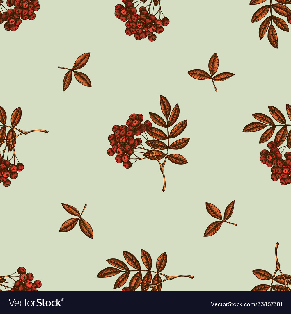Seamless pattern with hand drawn colored rowan vector image Seamless pattern with hand drawn colored rowan