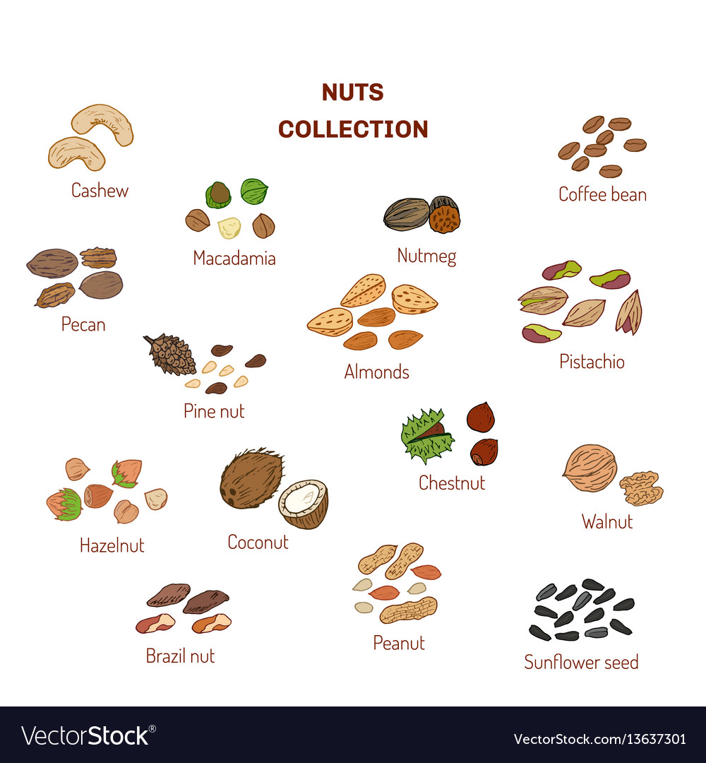 Set of nuts and seeds Royalty Free Vector Image