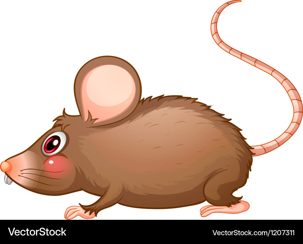 A rat with a long tail Royalty Free Vector Image