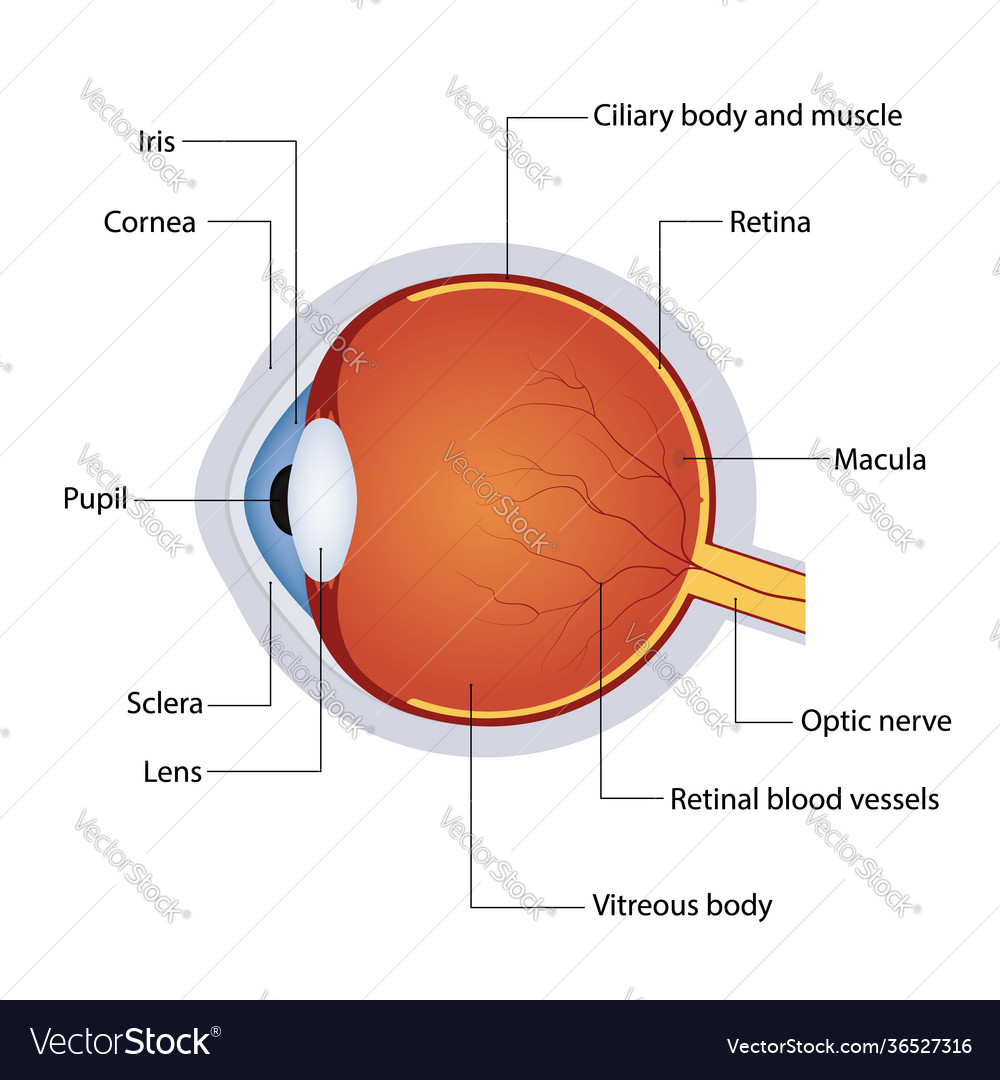 Structure anatomy human eye detailed diagram Vector Image