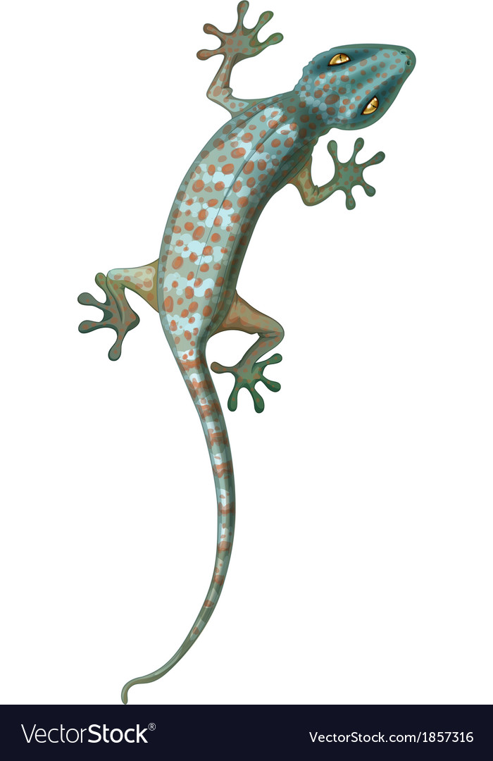 tokay gecko royalty free