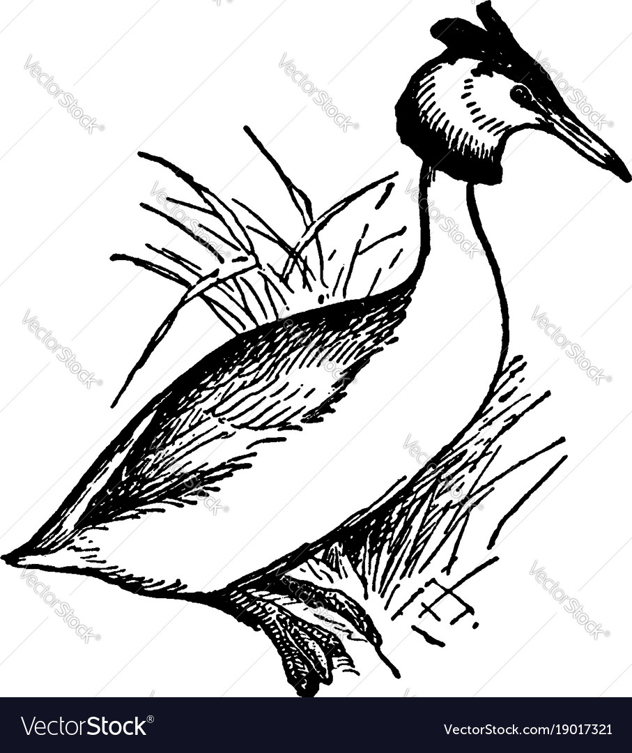 Great crested grebe vintage