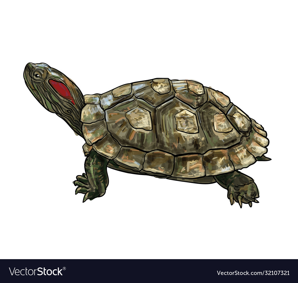 Red-Eared Slider Turtle Drawing