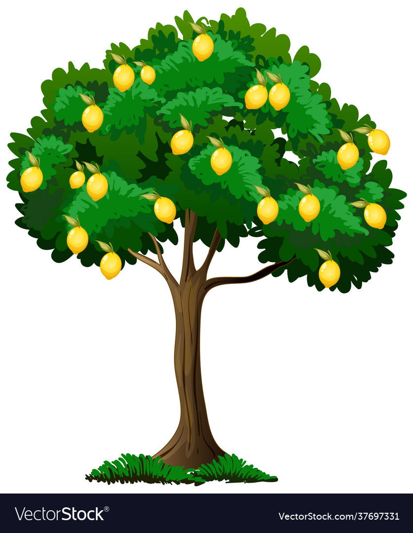 Lemon tree isolated on white background Royalty Free Vector