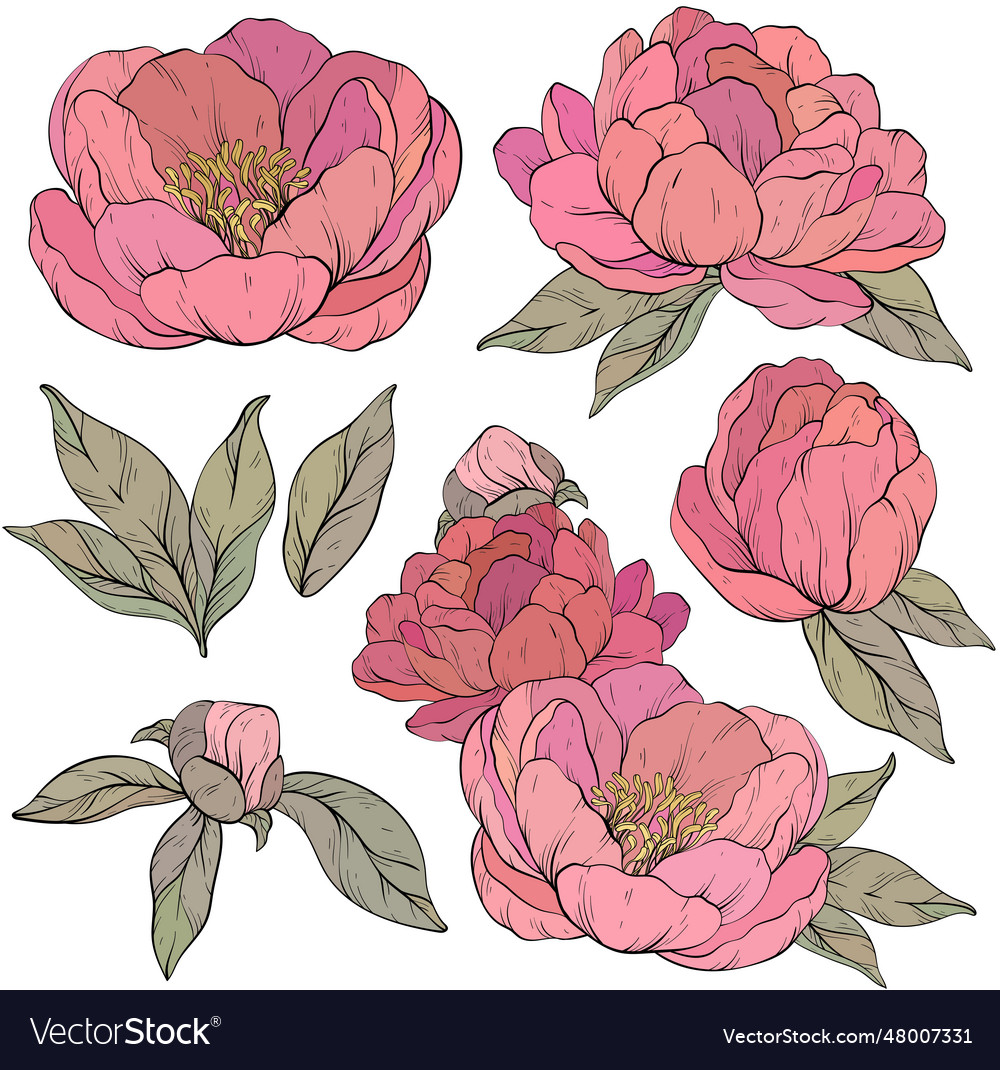 Set of vintage peony flowers