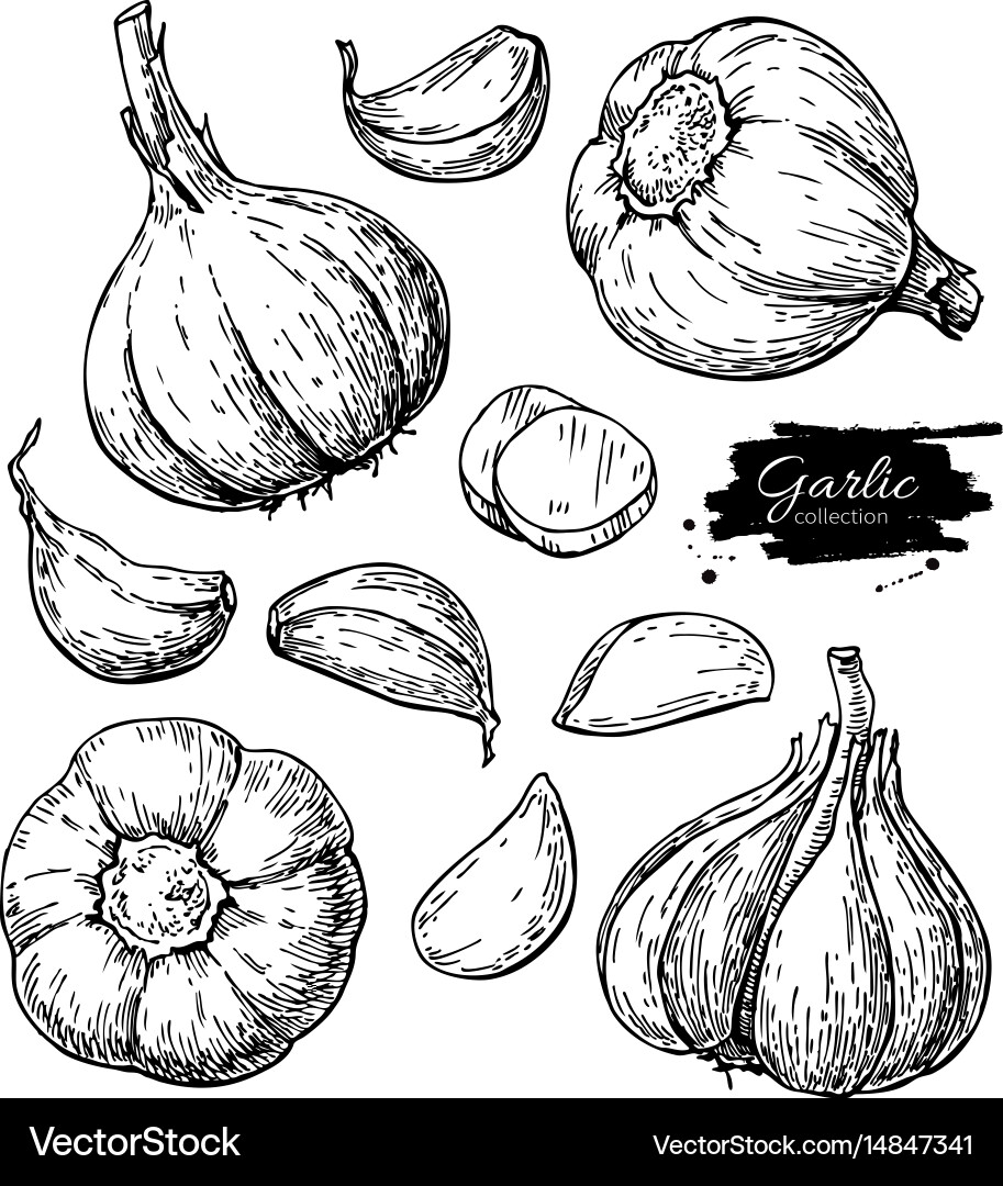 Garlic hand drawn set Royalty Free Vector Image