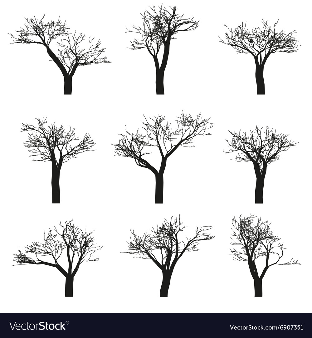 Empty branch