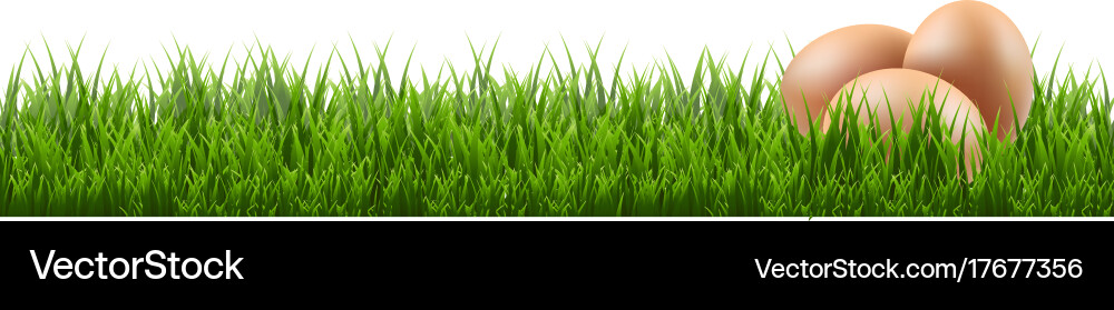 Eggs with grass border Royalty Free Vector Image