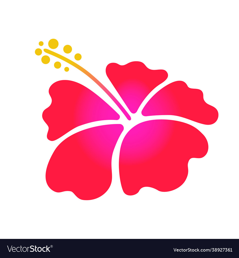 Hibiscus flower isolated