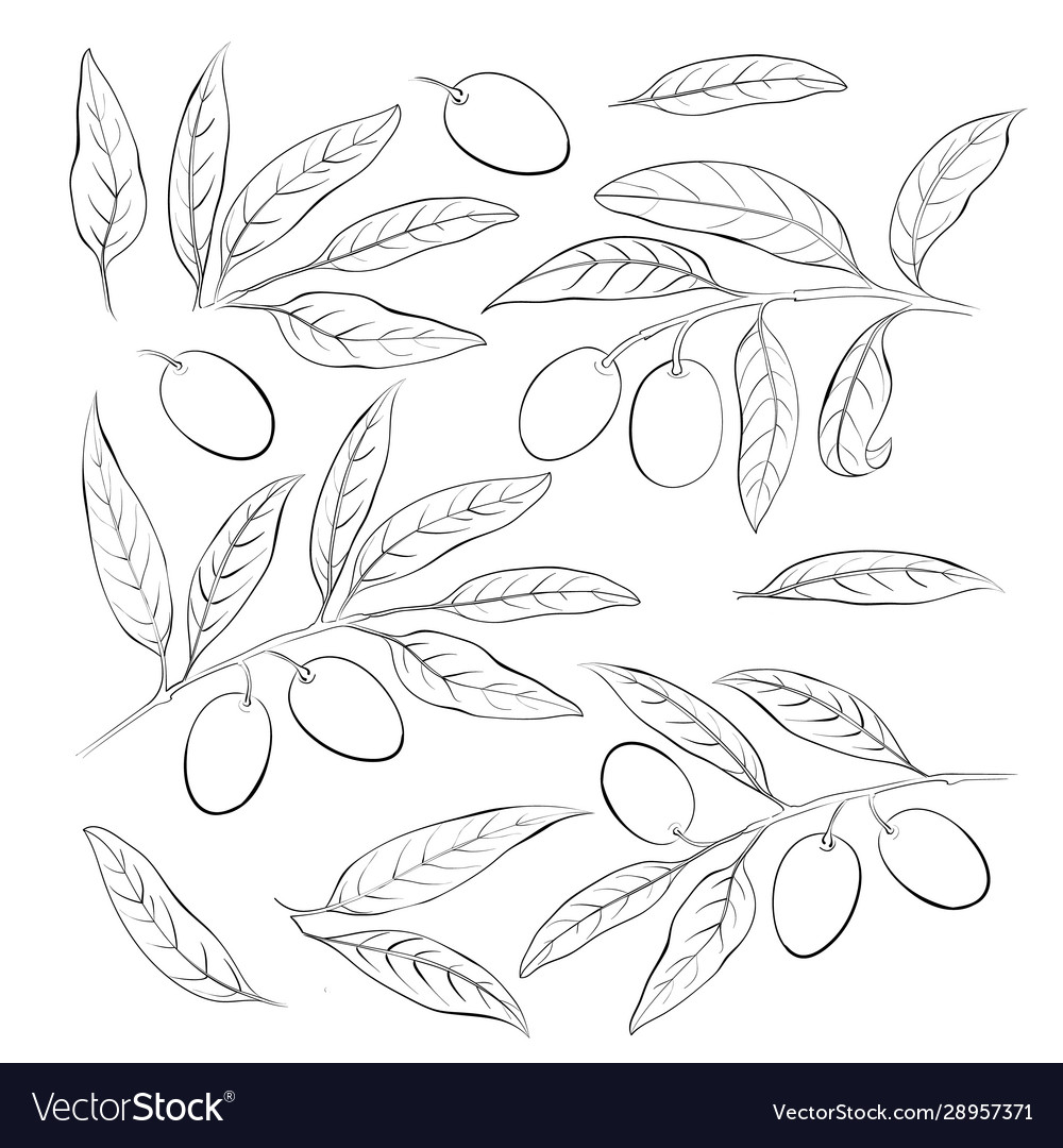 Olive sketch element collection berry Royalty Free Vector