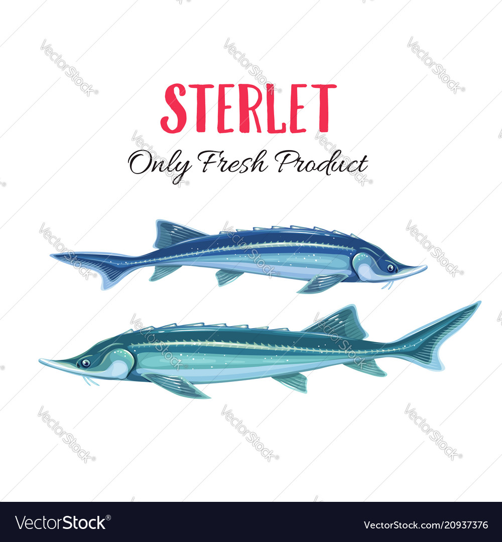 Sterlet Royalty Free Vector Image - VectorStock