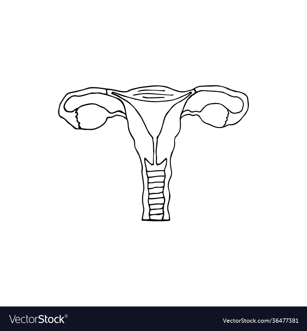 Hand drawn doodle sketch uterus