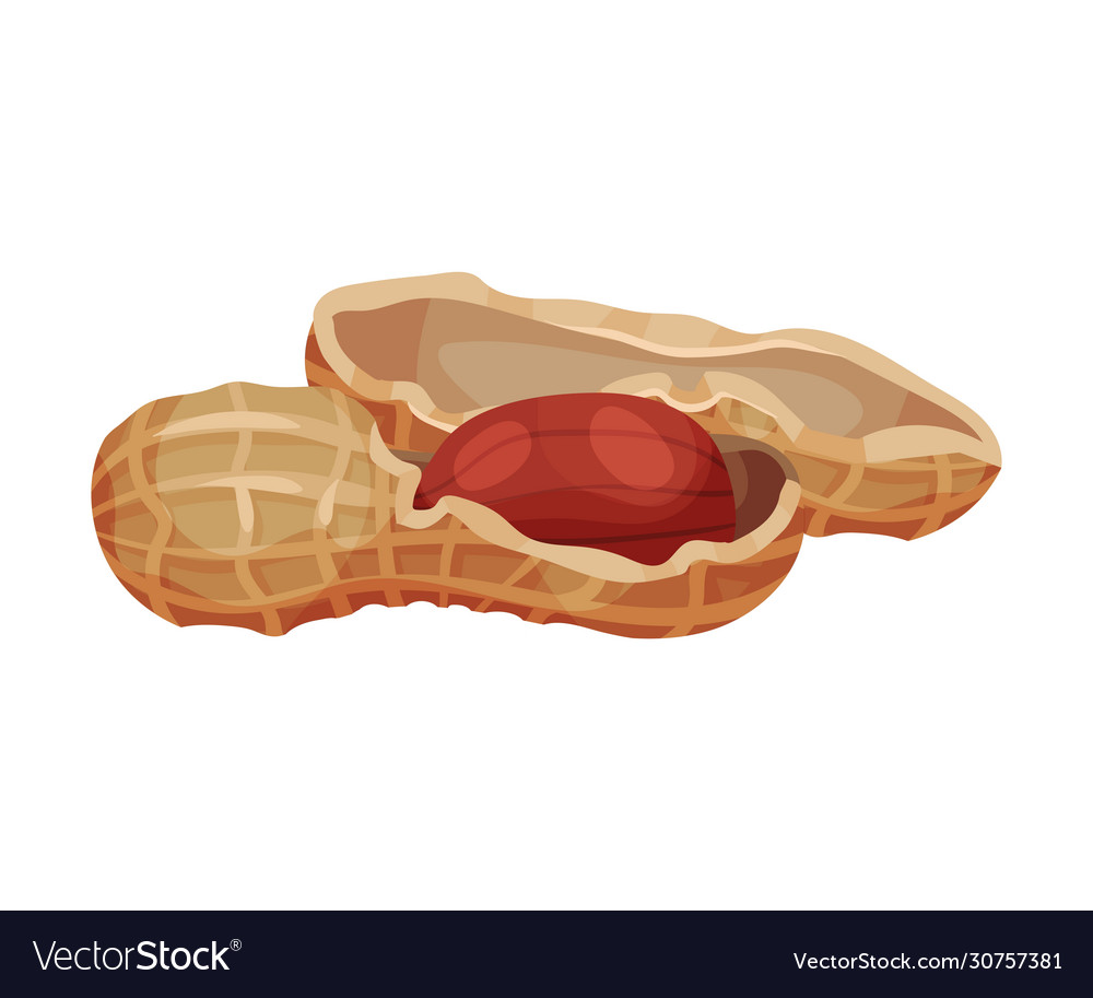 Peanut kernel in nutshell isolated on white vector image Peanut kernel in nutshell isolated on white