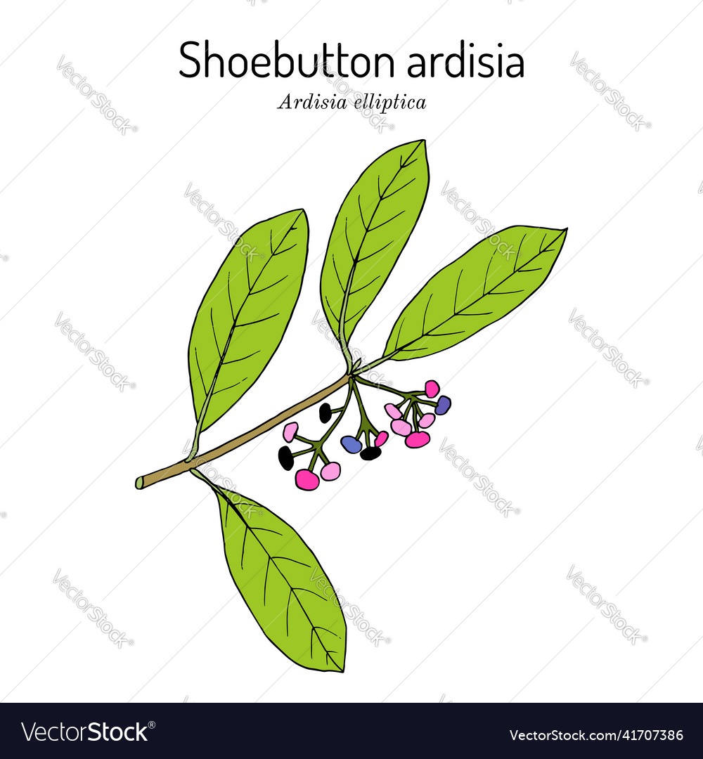 Shoebutton ardisia or ducks-eyes vector image Shoebutton ardisia or ducks-eyes