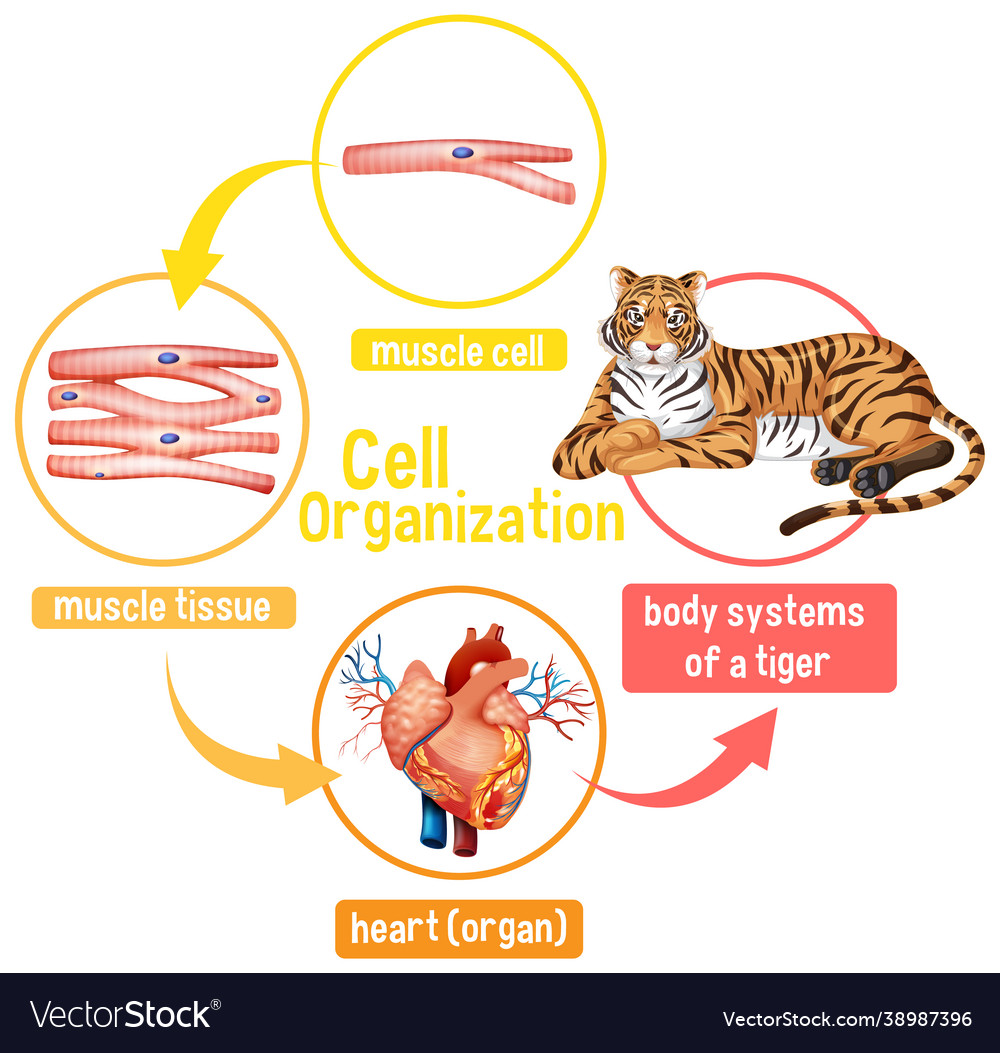 Bengal Tiger Diagram