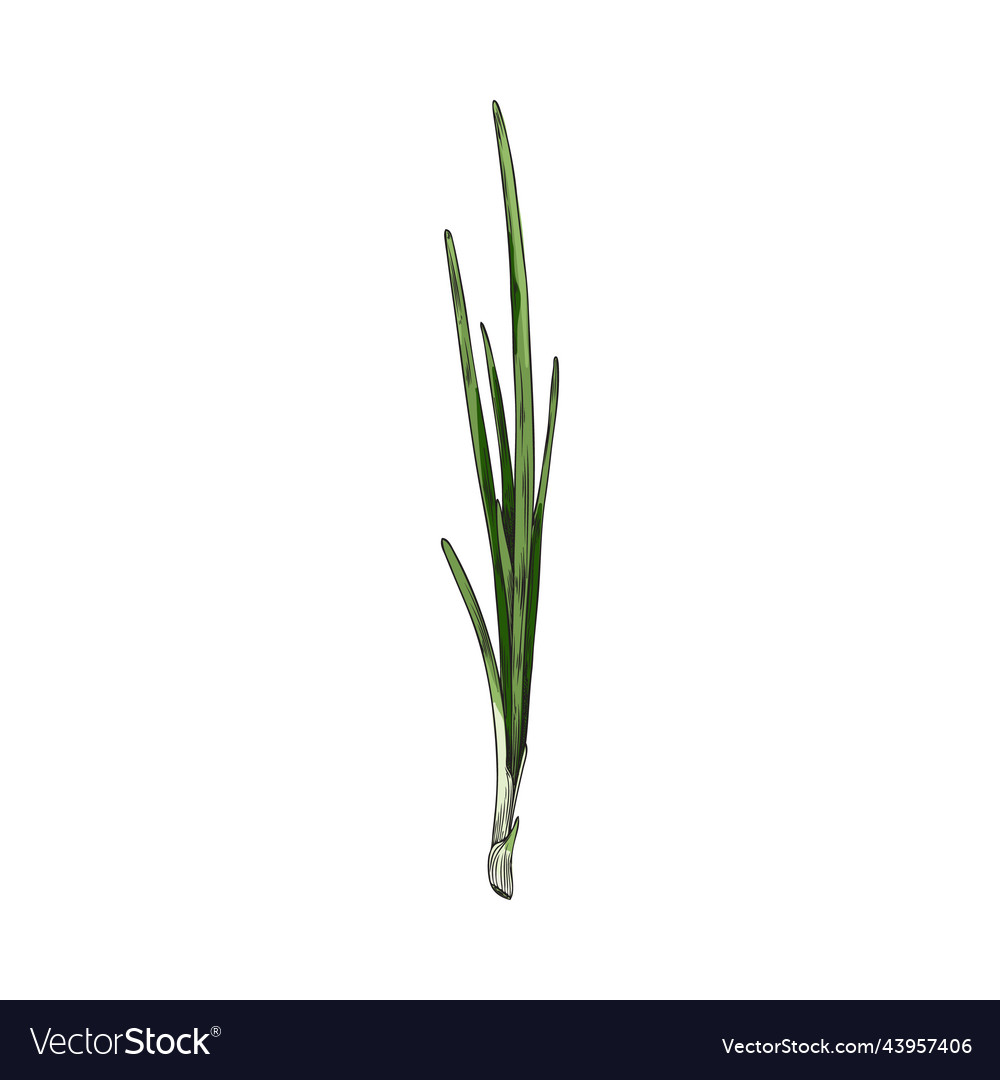 Spring onion with engraving hand drawn sketch