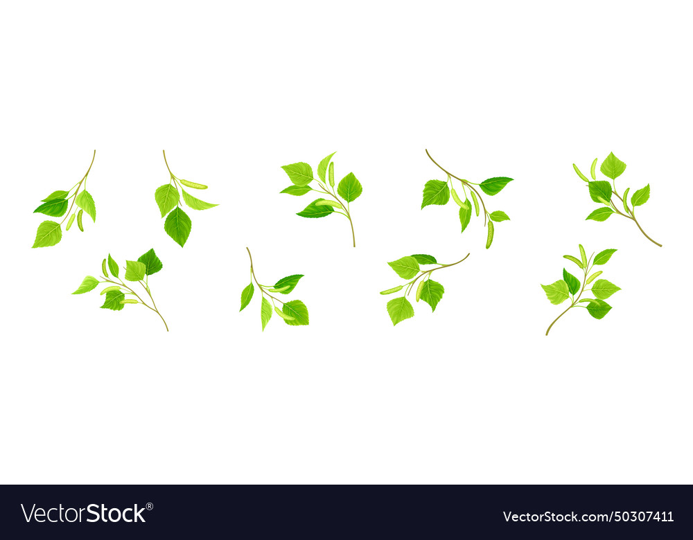 Green Birch Twigs With Catkins And Leaf On Stem Vector Image