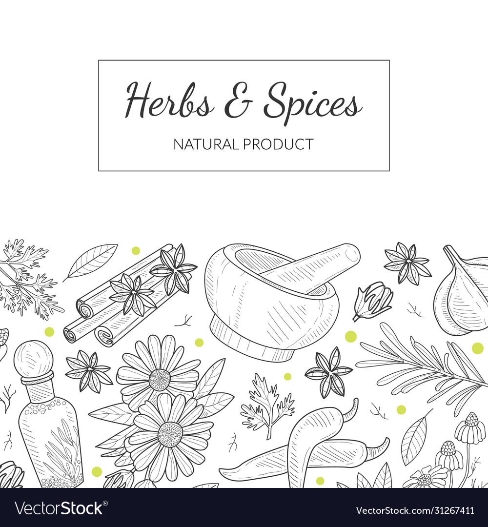 Herbs and spices banner template with natural vector image Herbs and spices banner template with natural