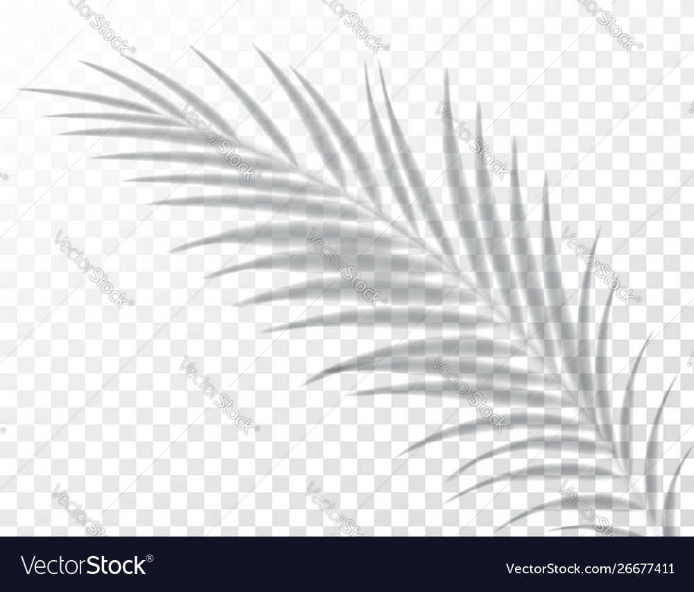 Schatten Overlay Effekte mock up Blatt Palm