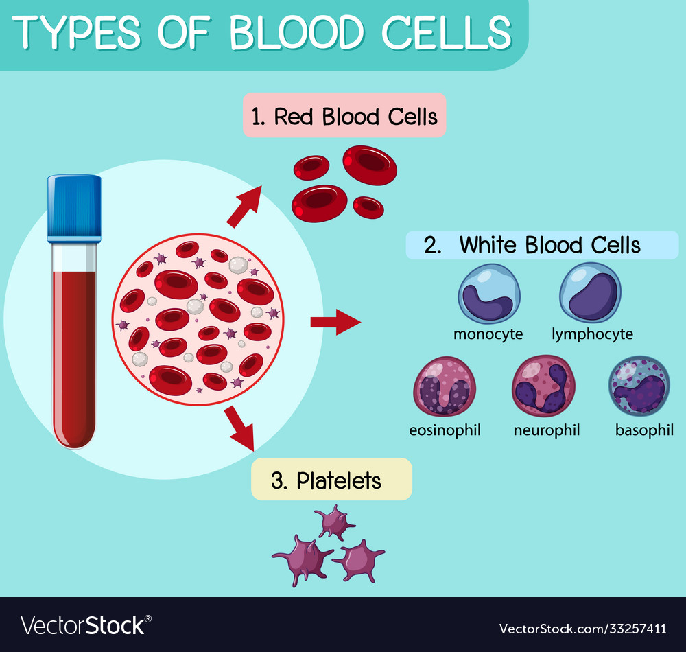 Blood Cell Type Chart