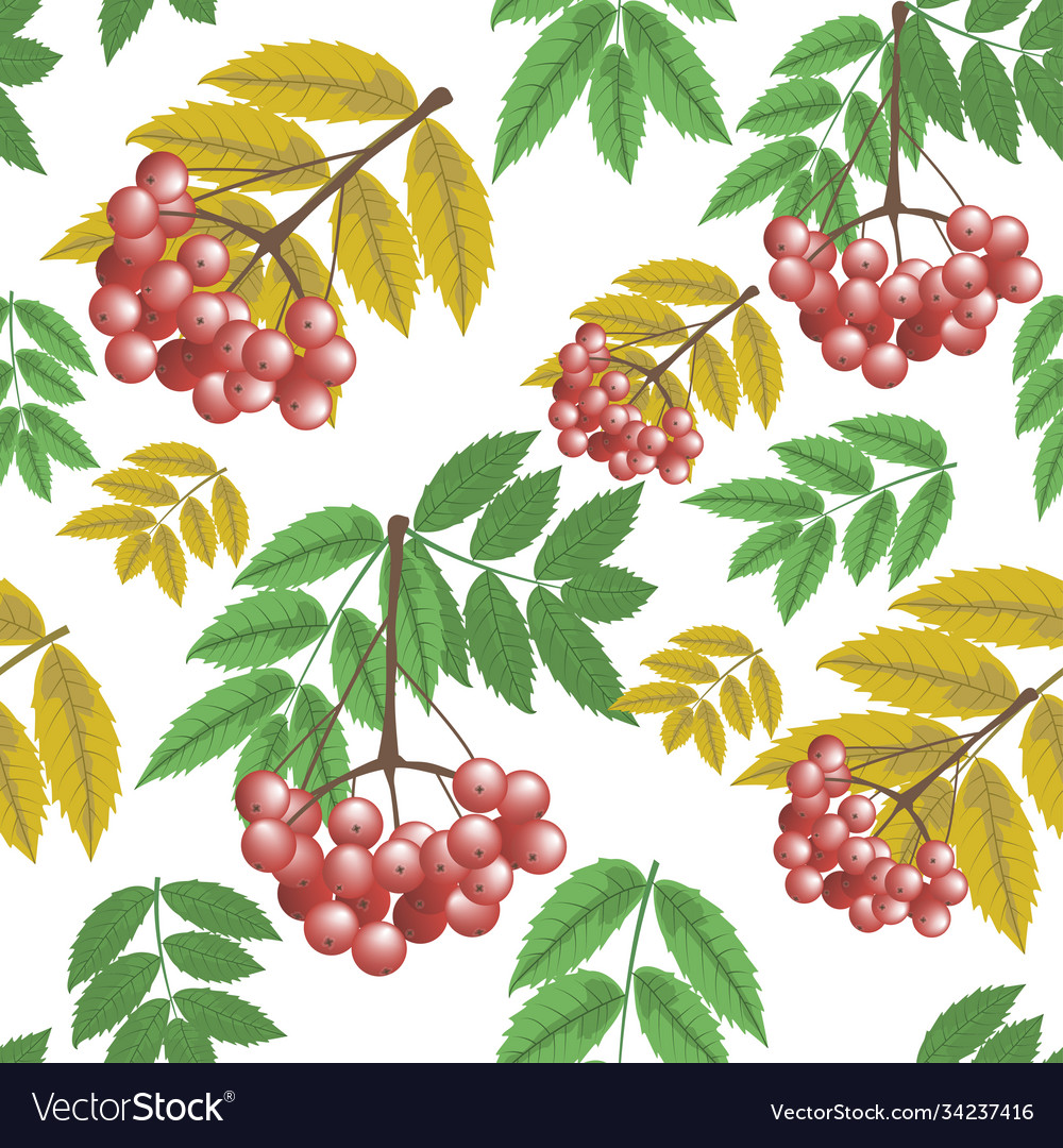 Seamless pattern branch rowan berries vector image Seamless pattern branch rowan berries