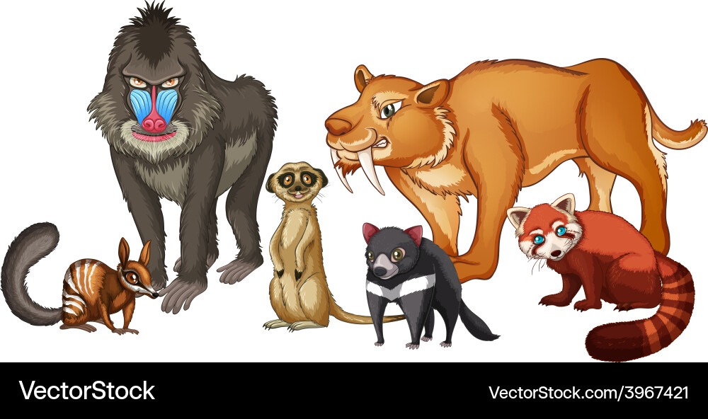 Animals Royalty Free Vector Image - VectorStock