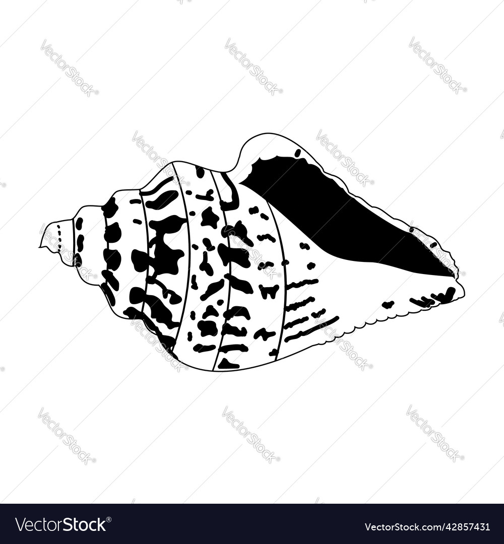 Image of a shell in doodle style isolated