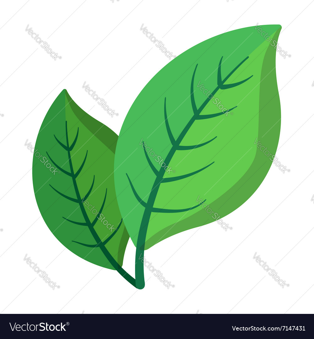 Two green leaves cartoon icon Royalty Free Vector Image