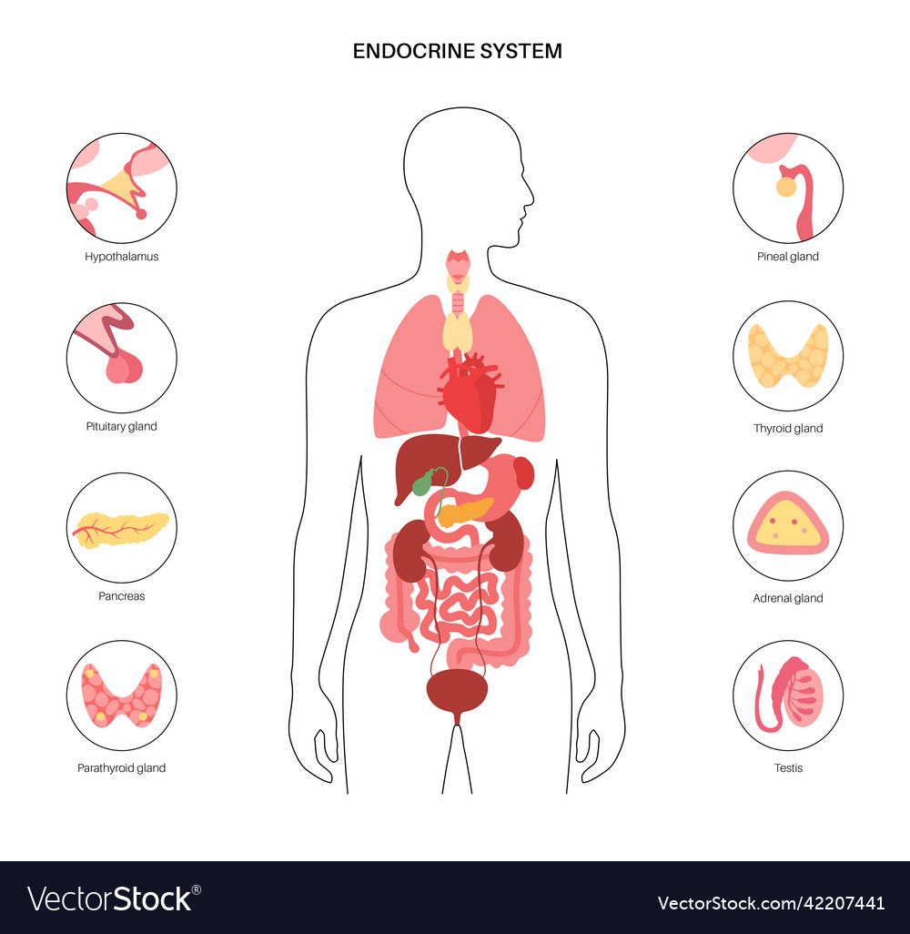 Human endocrine system Royalty Free Vector Image