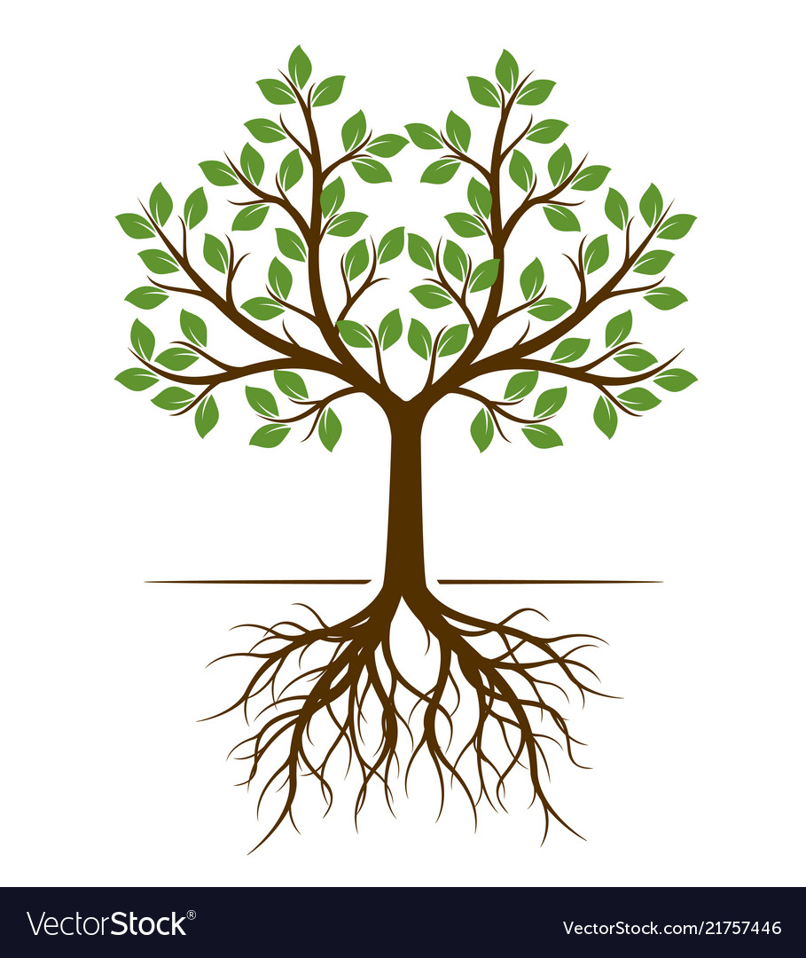 Color shape of tree with roots Royalty Free Vector Image